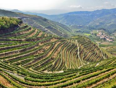 Visit a wine-making region and taste Portuguese wine