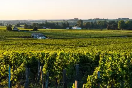 Vineyard in France